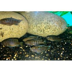 Jonge Malawi Cichlide