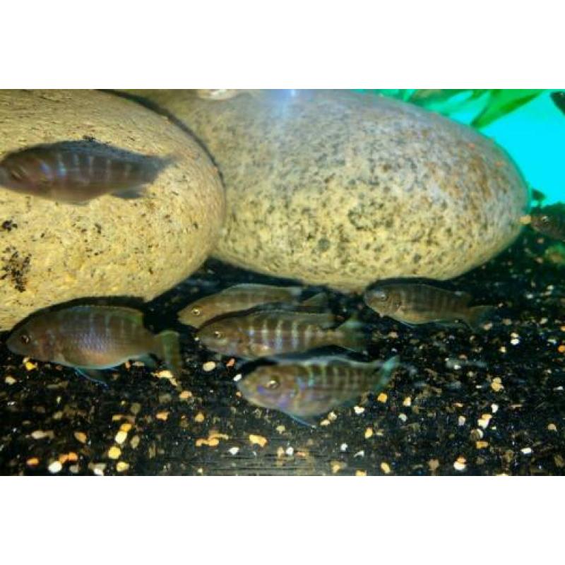 Jonge Malawi Cichlide
