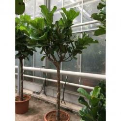 Ficus Lyrata - Vioolplant 640-650cm art26764