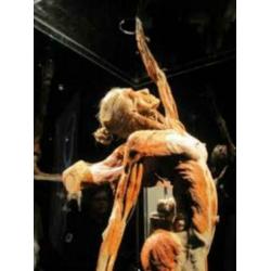 Gunther von Hagen's BODY WORLDS the original exhibition