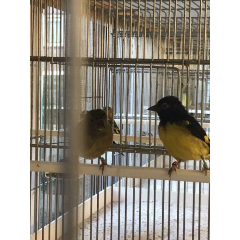 Te koop gevraagd veel soorten vogels