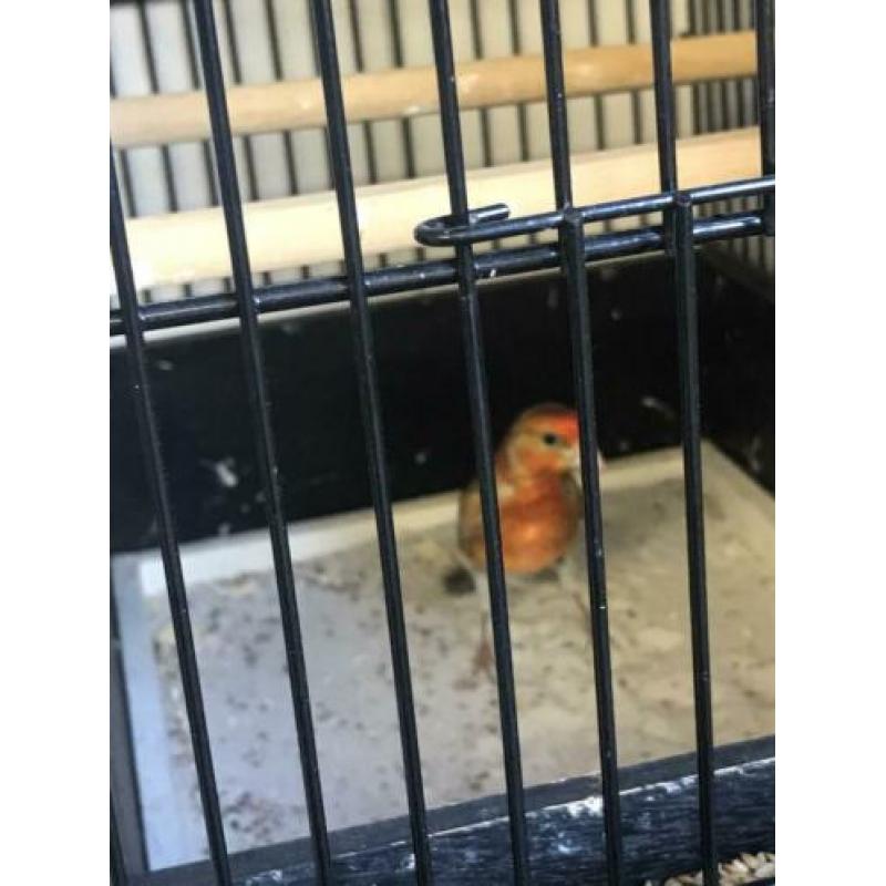 Te koop gevraagd veel soorten vogels