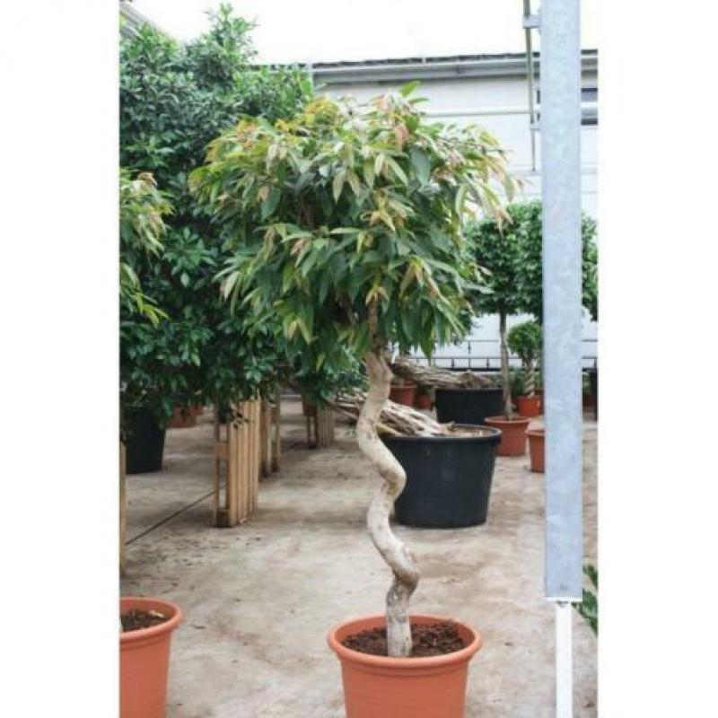Ficus 'amstel King' 240-250cm - Spiraal Stam art13048