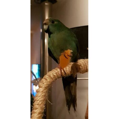 Lieve karakiki.