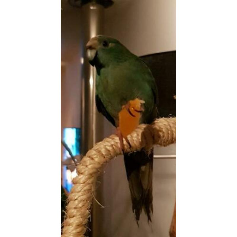 Lieve karakiki.