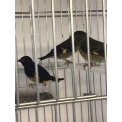 Te koop gevraagd veel soorten vogels