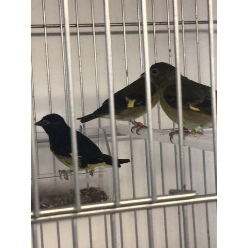 Te koop gevraagd veel soorten vogels