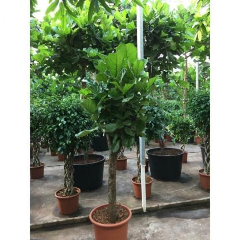 Ficus Lyrata - Vioolplant 640-650cm art26764