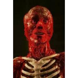 Gunther von Hagen's BODY WORLDS the original exhibition