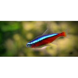 10 kardinaal tetra voor €7,50