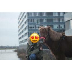 Super lieve Shetlander