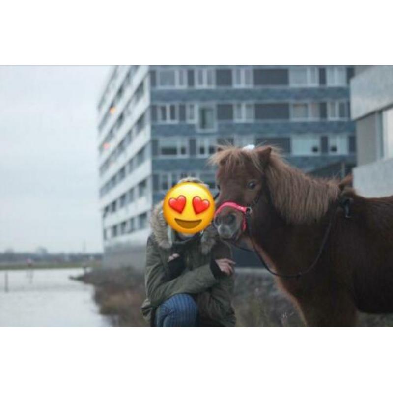 Super lieve Shetlander