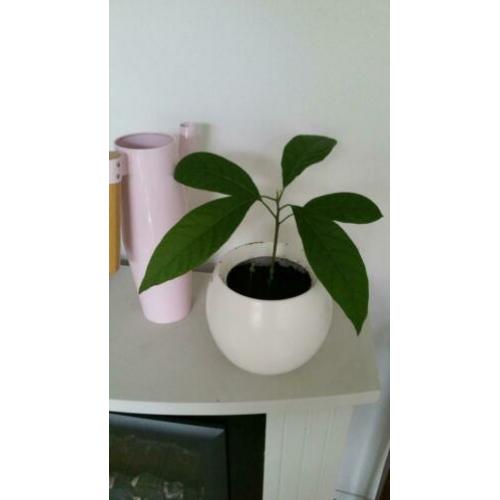 Avocadoplant