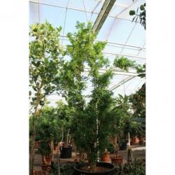 Kantoorbomen Bladhoudend 540-550cm - Murraya Paniculata art3