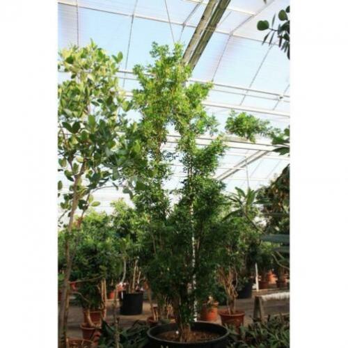 Kantoorbomen Bladhoudend 540-550cm - Murraya Paniculata art3