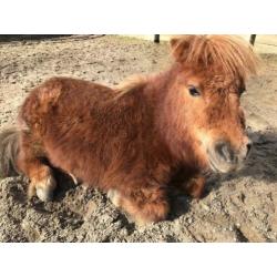 Super lieve Shetlander