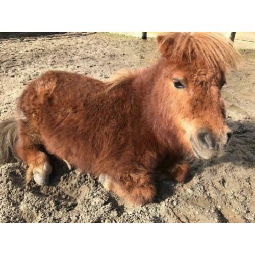 Super lieve Shetlander