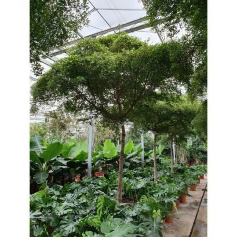 Kantoorbomen Bladhoudend 540-550cm - Murraya Paniculata art3