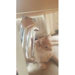 Maine coon VERMIST/GESTOLEN