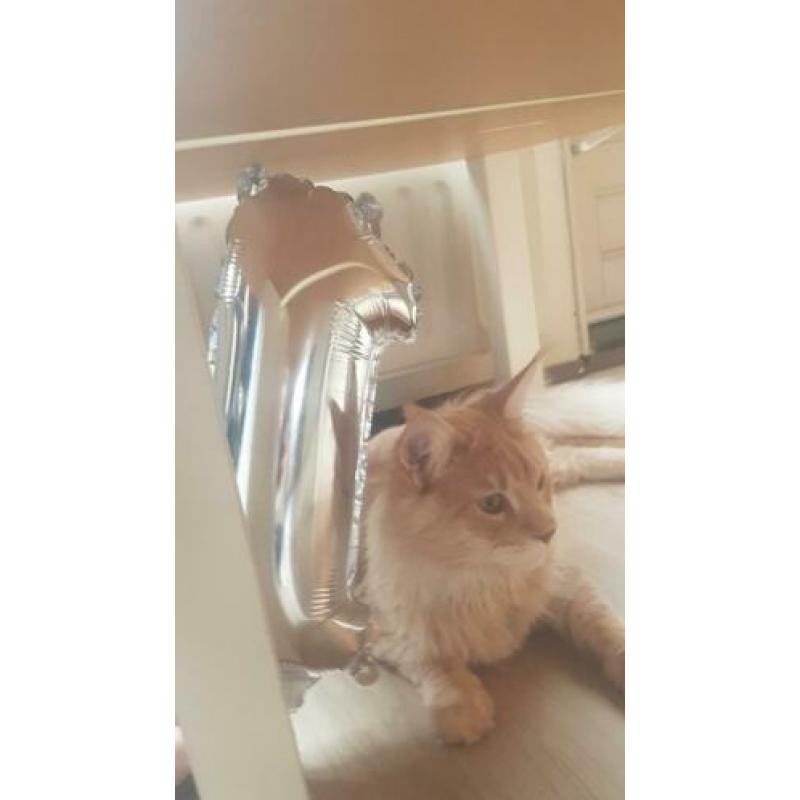 Maine coon VERMIST/GESTOLEN