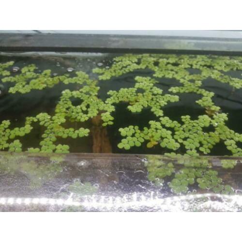Salvinia Natans (Drijfplant)