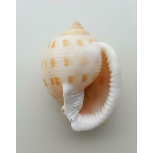Schelpen