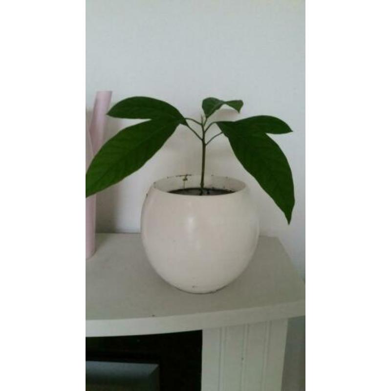Avocadoplant