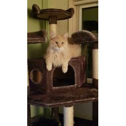 Maine coon VERMIST/GESTOLEN