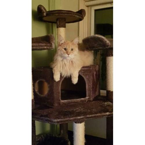 Maine coon VERMIST/GESTOLEN