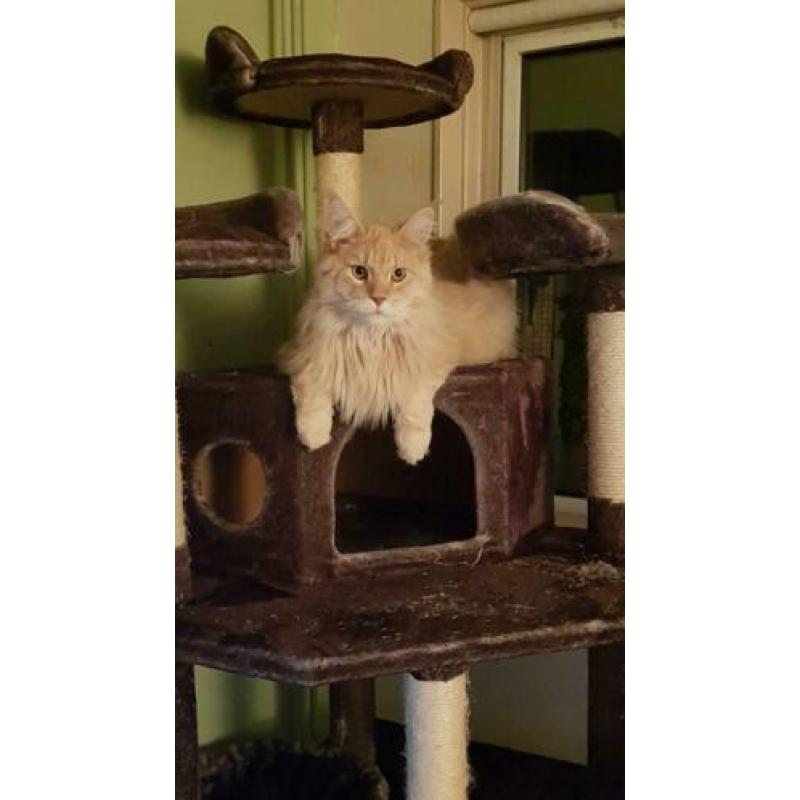 Maine coon VERMIST/GESTOLEN