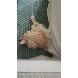 Maine coon VERMIST/GESTOLEN