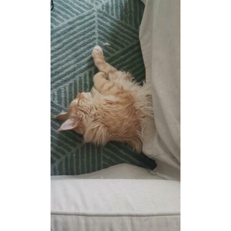 Maine coon VERMIST/GESTOLEN