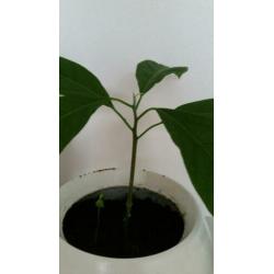 Avocadoplant