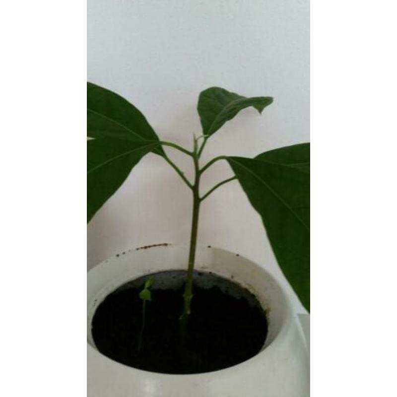 Avocadoplant