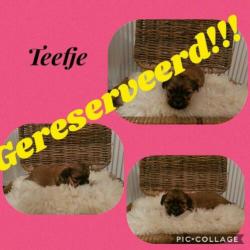 Lieve shihtzu pups!