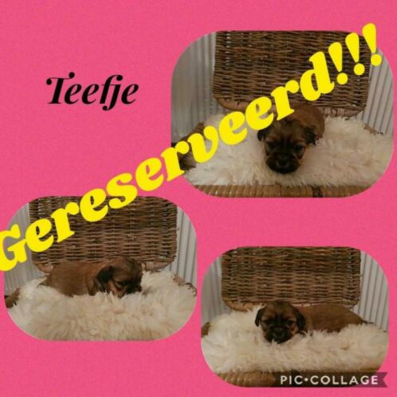 Lieve shihtzu pups!