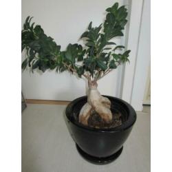 bonsai in pot met waterreservoir plant in bloempot