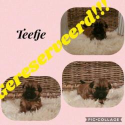 Lieve shihtzu pups!