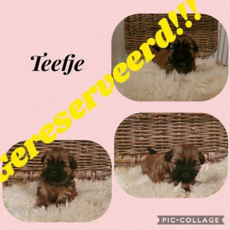 Lieve shihtzu pups!