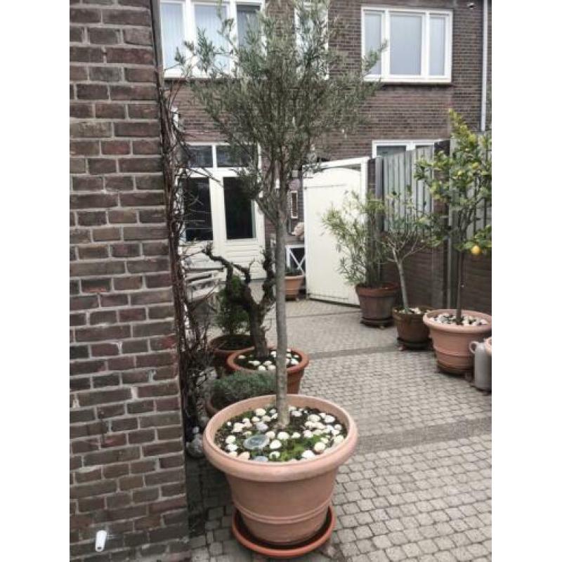 Olijfboom in pot.