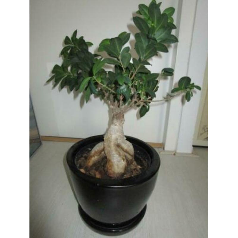 bonsai in pot met waterreservoir plant in bloempot