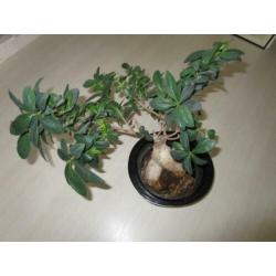 bonsai in pot met waterreservoir plant in bloempot