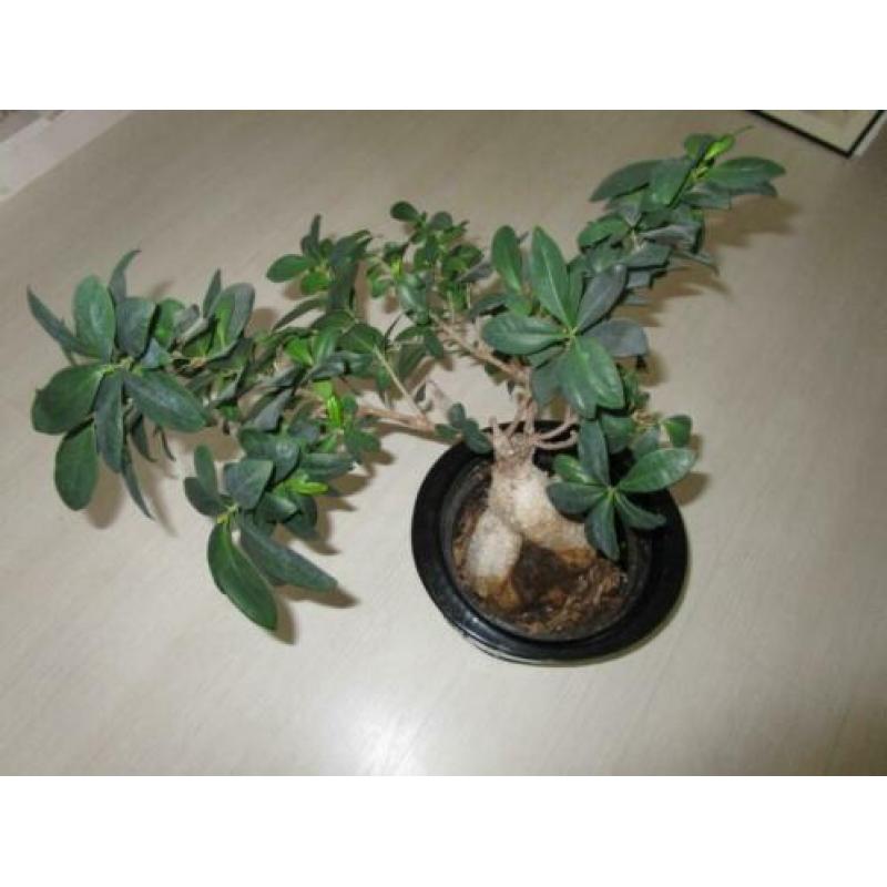 bonsai in pot met waterreservoir plant in bloempot
