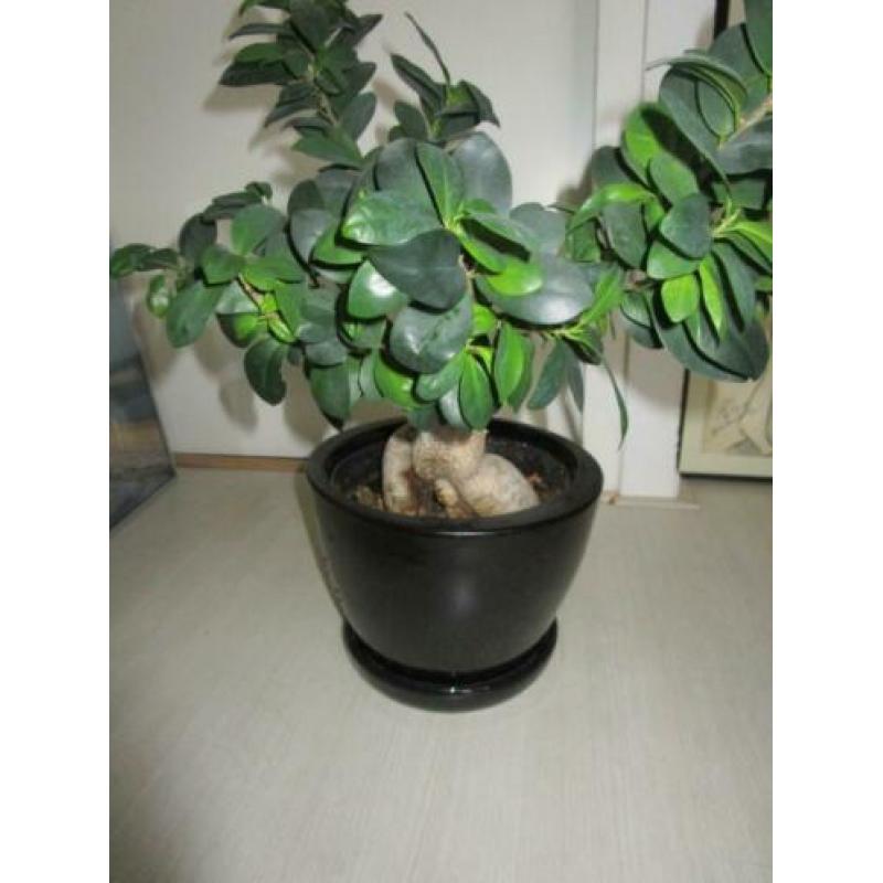 bonsai in pot met waterreservoir plant in bloempot