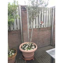 Olijfboom in pot.