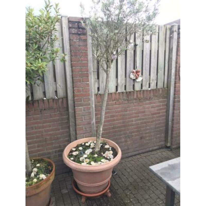 Olijfboom in pot.