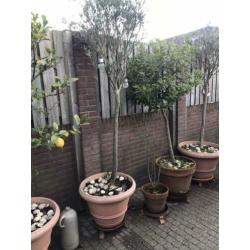 Olijfboom in pot.
