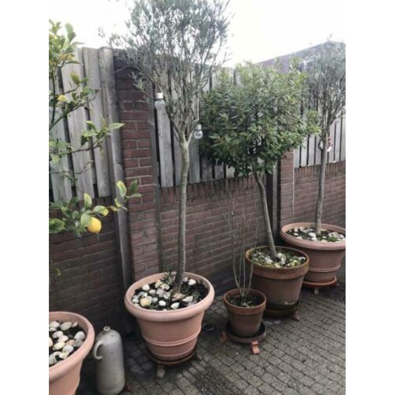 Olijfboom in pot.