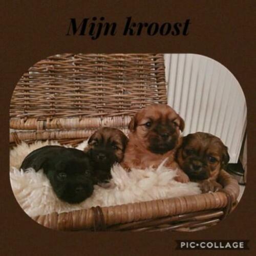 Lieve shihtzu pups!