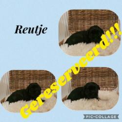 Lieve shihtzu pups!